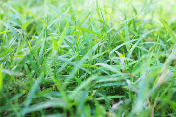 Closeup of Grass