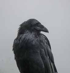 Raven Closeup