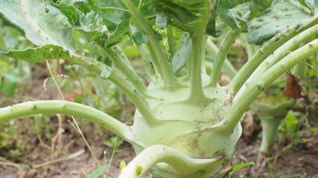 Kohlrabi growing in the garden. Kohlrabi cabbage ready to harvest.