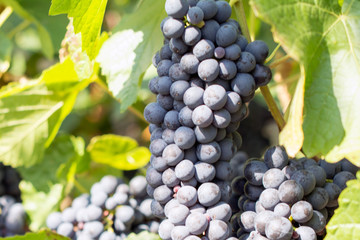 bunch of grapes on the vine, cultivation of vineyard winemaking viticulture