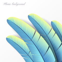 Colorful bird feather vector background