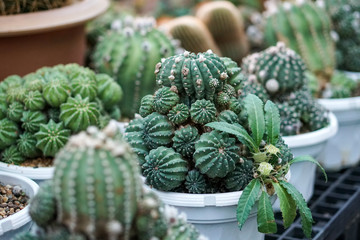 cactus plants in pots, farm, garden