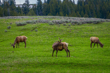 Naklejka na ściany i meble Outdoor view of group of elks with velvety antlers grazing in a meadow