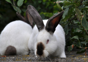 Californian breed of rabbits