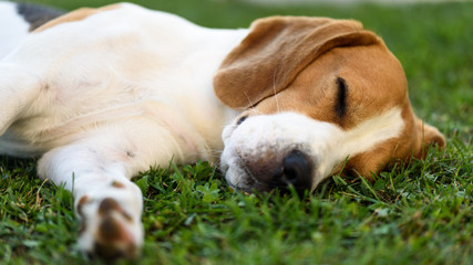 Naklejka na ściany i meble Cute beagle dog laying on side on grass outdoor sleeping detail closeup shoot of head and leg