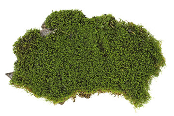Piece of green moss on white background, top view.
