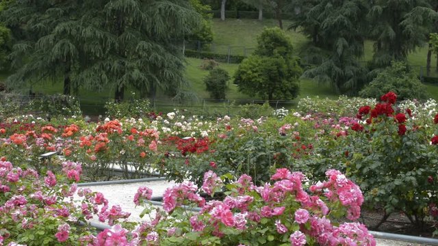 Big rose flower garden in Madrid