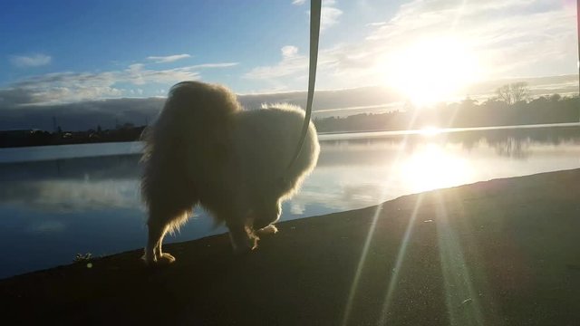 Fluffy Samoyed dog walking along beside a lake silhouetted by the evening setting sun