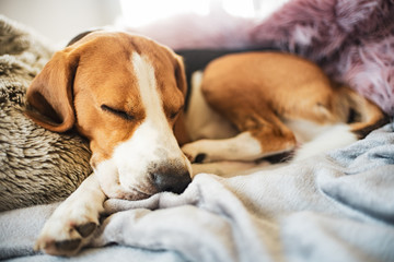 Beagle dog sleeps on sofa indoors