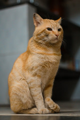 Fototapeta premium a beautiful yellow cat sitting on the floor