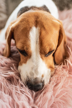Beagle dog sleeps on sofa indoors Head closeup