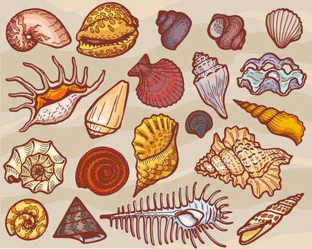 Shells vector marine seashell and ocean cockle-shell underwater or undersea illustration set of shellfish and clam-shell or conch-shell isolated on background
