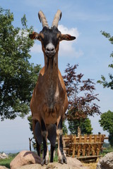 Koza  ,ssak rogaty © LBanacki