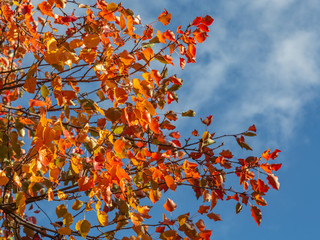 Branches of Red, Orange and Yellow Leaves in Autumn