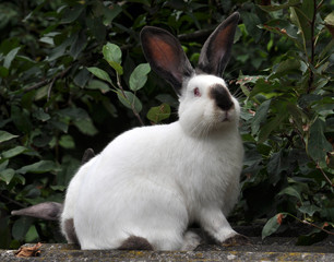 Californian breed of rabbits
