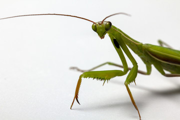A small green mantis on a light background