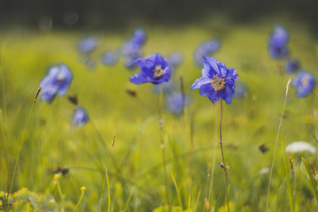 mountain flower