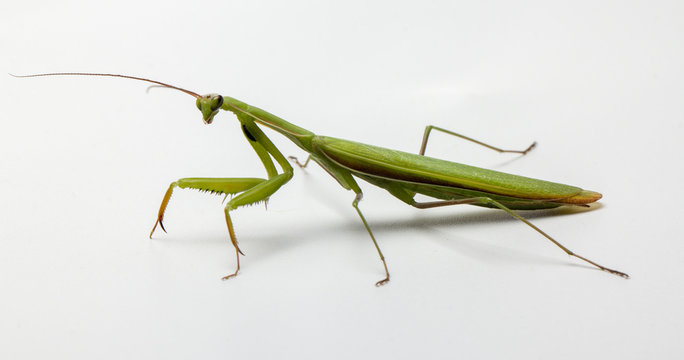 A small green mantis on a light background
