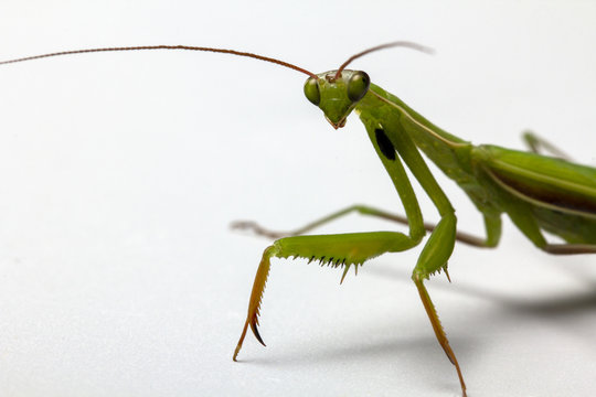 A small green mantis on a light background