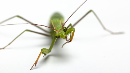 A small green mantis on a light background