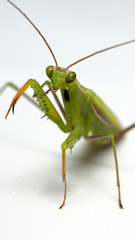 A small green mantis on a light background