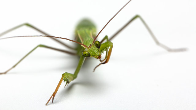 A small green mantis on a light background