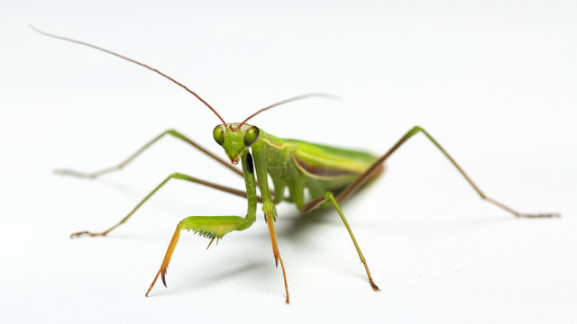 A small green mantis on a light background