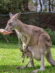 A Hand Feeding a Kangaroo Female with Joey in Her Pouch
