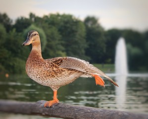 Entengymnastig