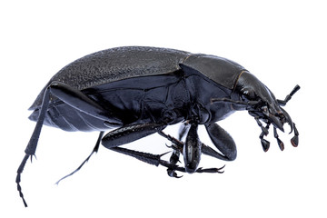 Lederlaufkäfer