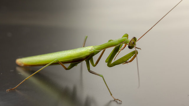 A small green mantis on a light background