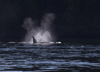 Killer Whales patrolling shore 