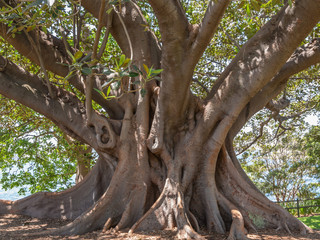 Obraz premium Elaborate Trunk of a Moreton Bay Fig Tree, Sydney, Australia