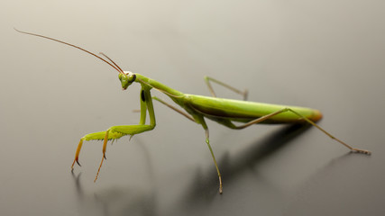 A small green mantis on a light background