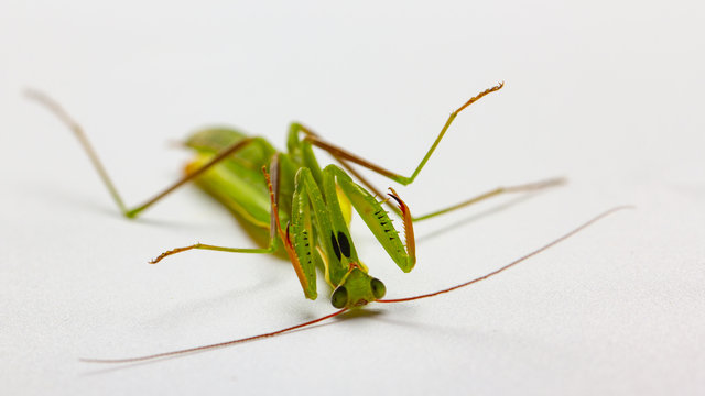 A small green mantis on a light background