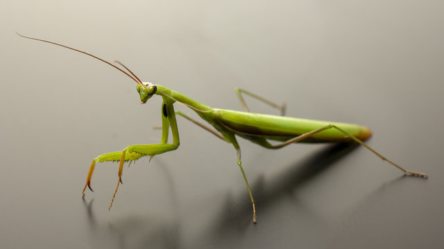 A small green mantis on a light background