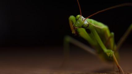 Mantis little on the wooden background close-up