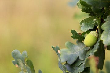Green background, acorn on oak branch, green oak leaves.