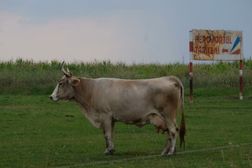 Aerodrome rusty sign with a cow 