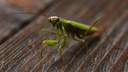 Mantis little on the wooden background close-up