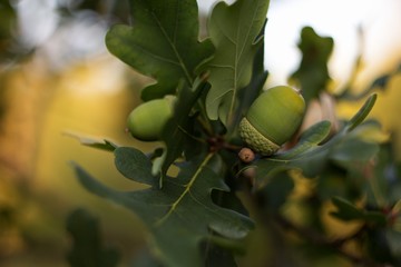 Obraz premium Green background, acorn on oak branch, green oak leaves.