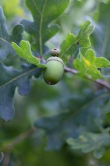 Green background, acorn on oak branch, green oak leaves.