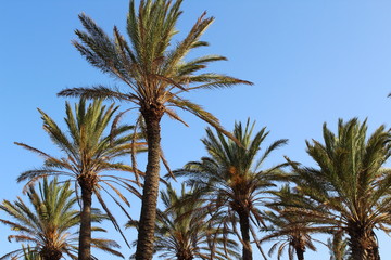 paysage front de mer ,Roses en Espagne