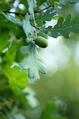Green background, acorn on oak branch, green oak leaves.