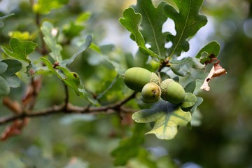 Green background, acorn on oak branch, green oak leaves.