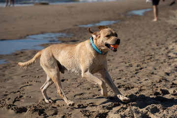 Playing Dog in the Beach