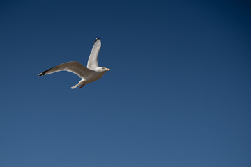 Flying seagull