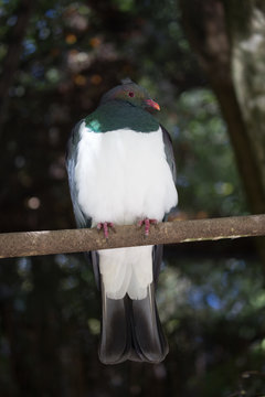 Kereru - New Zealand wood pigeon