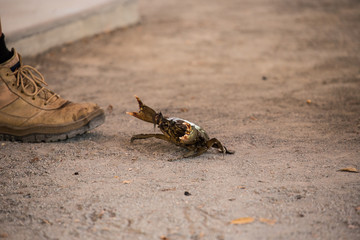 A man stands next to a mud crab with it's pincers in Queensland Australia