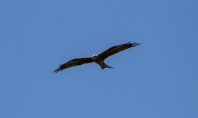 Bird of prey - clear blue sky